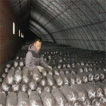 400-bags-h-mushroom-bacterial-bag-crusher